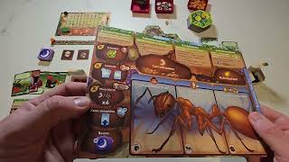 March of the Ants Erklärvideo - Aufbau und Regeln und dann spielen! =)