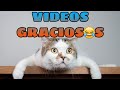 🤣 Videos de Risa (NUEVOS) 😺🐶 Recopilación de Animales Chistosos