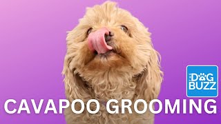 Spa Treatment for a Cavapoo 🐕 | Cute and Fluffy Makeover!