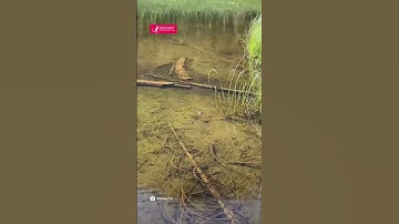 Belibis, Burung yang Dapat Berenang Cepat di Air