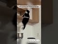 Cats destroying things #funny #cute #pets #cat