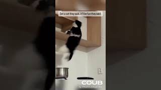 Cats destroying things #funny #cute #pets #cat