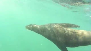 Galápagos bajo el agua