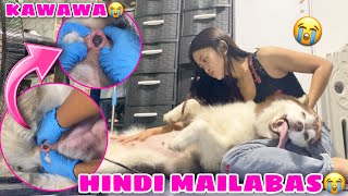 Mishka’s Puppies Are In DANGER! | Hindi Nya Mailabas Ang Puppies! | Husky Pack TV