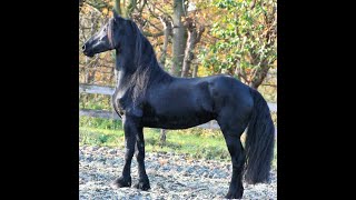 Jauke Friesian Horses For Sale Httpswwwblacksterlingfriesianscom Questions? 415-272-2112