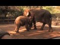 The Last Elephants In Thailand