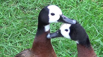 white-faced whistling ducks