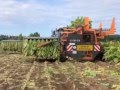 Récolte tabac