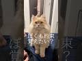 猫が新しい芸を覚えました #shorts #猫 #猫好きさんと繋がりたい