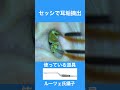 耳掃除よく見えるタイプ #earcleaning