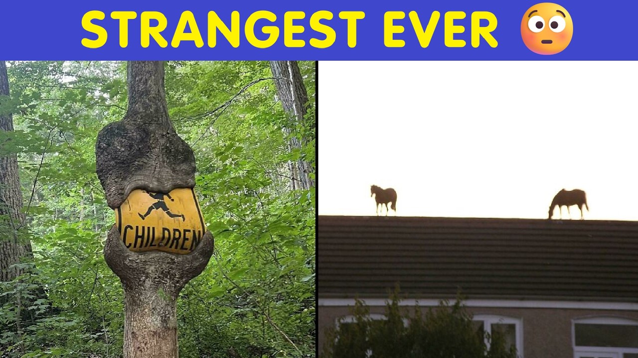Strangest Pics You’ll Ever See (Curious & Weird)