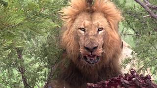 BRAVE YOUNG LION CHALLENGES DAD