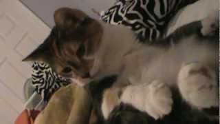 CALI CAT screenshot 1