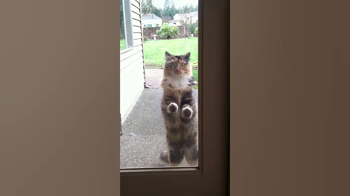 How jazzy asked to be let in.