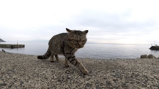 【猫島】威嚇されて、コソコソと逃るキジトラ猫www
