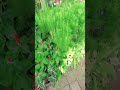flower today💐🌿🌺🏡 #hariyangcerah #trendingshorts  #viralshorts