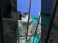 You Won't Believe How Many Cute Pets Are at This Event. #petfair #kittens