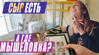 Учимся, живем БЕСПЛАТНО | Ульпан в Иерусалиме