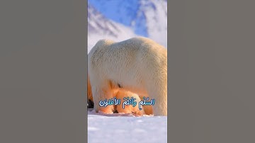 سورة محمد و،.كا.نك تسمعها لأ؛؛و.ل مر.ة💝🌷،،💓🌺؛،❣️🌼🧡بصوت الشيخ حمزة مدبو.ح 💝💮💜،؛💘💗💟،.🌷