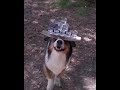 Собака держит идеальный баланс