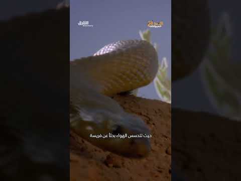 أكثر الأفاعي البرية سماً