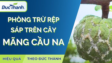 Phòng trừ rệp sáp trên cây mãng cầu na hiệu quả theo Đức Thành