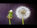 Dandelion Blooming Time-lapse