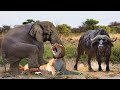 Terrible! Angry Elephant Herd Rushes To Strangle Lion To Death To Save Buffalo - Lion vs Buffalo