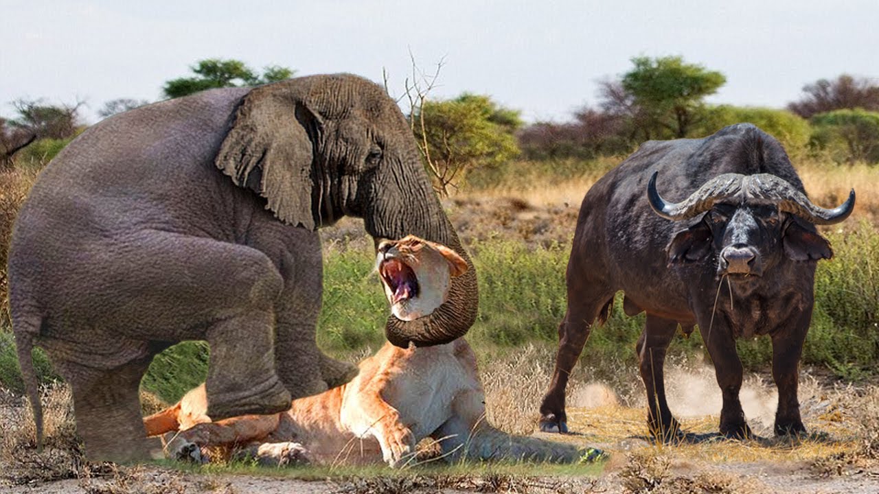 Terrible! Angry Elephant Herd Rushes To Strangle Lion To Death To Save Buffalo - Lion vs Buffalo - YouTube