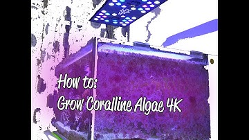 How to Grow Coralline Algae 4k
