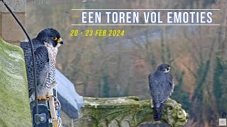 240223 Slechtvalken Oudenaarde 09 - Een toren vol emoties