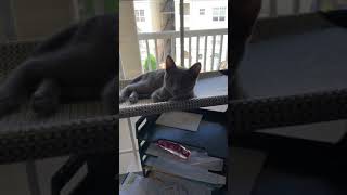 Afternoon Conversations With Sasha the Russian Blue Cat screenshot 1