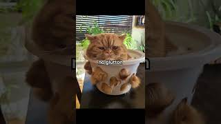 Name The Dish                                    youtubeshortscatfunnymemescatmemesshortsfyp