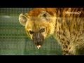 ブチハイエナのカムトリ、ソーセージを食べてみる~Spotted Hyena