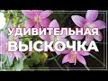 Неожиданно зацвела выскочка. Цветение зефирантеса