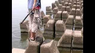 ハクレン とは その生態と豪快なジャンプで楽しいと噂の釣り方を解説 暮らし の