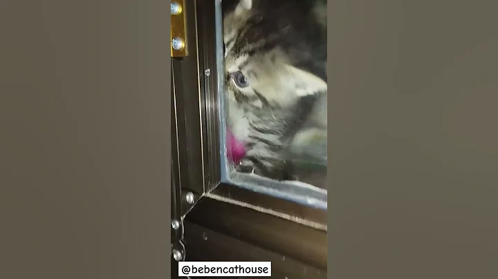 Video 9798951: adorable british shorthair cat, british shorthair cat family, british shorthair cat meets, cat house