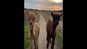 Adorable Alpaca Walk: Ted and Hector Explore! 😍