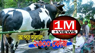 এবার পেঁয়াজের ব্যাপারীর বিশাল আকারের আপন দুলাল বিশাল দেহী গরু। কোরবানির জন্য প্রান্তিক খামারী রেডি