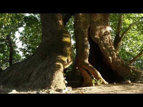 Video: Մեծ թևավոր Spindle ծառ