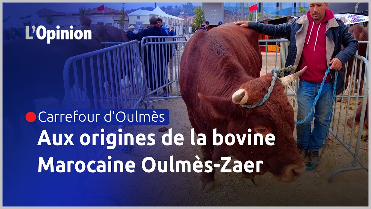 Carrefour d'Oulmès : Aux origines de la race bovine marocaine Oulmès-Zaer