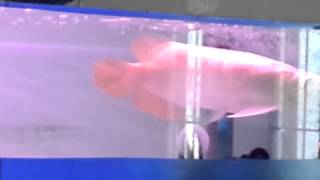 peremiun arwana batam