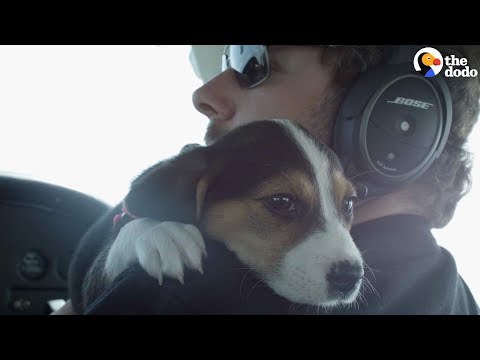 Video: Pups gered in Afghanistan om herenigd te worden met hun soldaten Redders