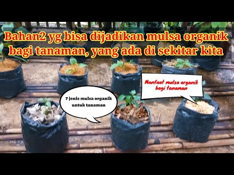 Video: Mulch Dan Kulat - Ketahui Mengenai Jenis Kulat Dalam Sungkupan