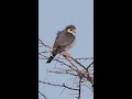 Pygmy Falcon #shorts