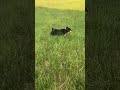 Drop your best dog toy suggestions in the comments!! #australianshepherd #dogshorts #dogvideos #dog
