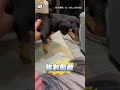 【滷豆腐掉奴才褲子上】臘腸狗聞香「埋頭狂舔」：幫你洗褲子👅 #shorts
