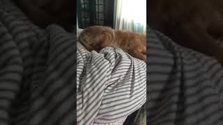 Daily snaps 4/4/18