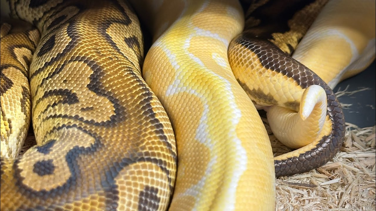 Новости о разведении шаровидных питонов. Лавандовый клоун-альбинос!!!
