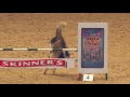 Agility Dogs at Olympia 2015